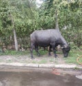 Indina buffaloes fun with roadside Royalty Free Stock Photo