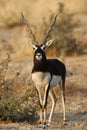 Indische Antilope, Blackbuck, Antilope cervicapra