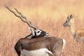 Indische Antilope, Blackbuck, Antilope cervicapra