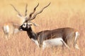 Indische Antilope, Blackbuck, Antilope cervicapra