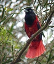 Indische Bloedwielewaal, Maroon Oriole, Oriolus traillii