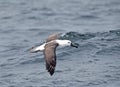 Indische Geelsnavelalbatros, Indian yellow-nosed albatross , Thalassarche carteri Royalty Free Stock Photo