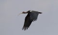 Indische Zwarte Ibis, Red-naped Ibis, Pseudibis papillosa