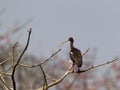 Indische Zwarte Ibis, Red-naped Ibis, Pseudibis papillosa