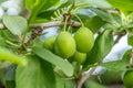 The indiscriminate green plum is not ripped off yet Royalty Free Stock Photo