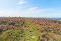 Across the top of a heather covered Birchen Edge