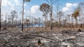 Indistinct view of leafless trees in the background signifying the loss of biodiversity and depletion of oxygen caused