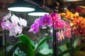 individual adjusting led grow lights over blooming orchids in an indoor setup Royalty Free Stock Photo