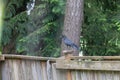 individual black crow sitting on crooked fence