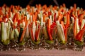 Individual Cocktail shot glasses with sticks of carrot, cucumber and spicy sauce