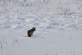 Coyote standing in winter snow in Yellowstone National Park Royalty Free Stock Photo