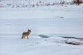 Coyote standing in winter snow in Yellowstone National Park Royalty Free Stock Photo