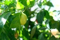 Individual Green Garden Pepper growing on Pepper Plant