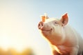 individual pig with sunlit backdrop Royalty Free Stock Photo