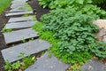 individual planting ground cover plants between garden stepping stones Royalty Free Stock Photo