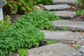 individual planting ground cover plants between garden stepping stones Royalty Free Stock Photo