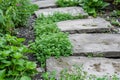 individual planting ground cover plants between garden stepping stones Royalty Free Stock Photo