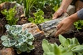 individual planting a petrified wood piece among living plants in a garden