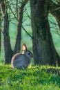 Individual rabbit at easter
