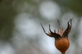 Close up of rain droplets caught in a spiders web on a brown rose bud after a rain storm in London. Royalty Free Stock Photo