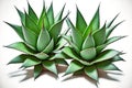 individual spiny leaves of useful aloe vera plant isolated on white background Royalty Free Stock Photo