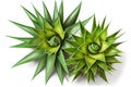 individual spiny leaves of useful aloe vera plant isolated on white background Royalty Free Stock Photo