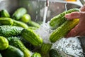 individual washing fresh cucumbers for pickling Royalty Free Stock Photo