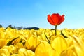 A single red tulip in a field with yellow tulips Royalty Free Stock Photo