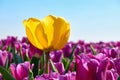 A single yellow tulip in a field with purple tulips Royalty Free Stock Photo