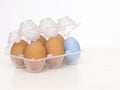 Individuality, uniqueness, difference or diversity concept. One beautiful blue egg in plastic eggbox with normal brown Royalty Free Stock Photo