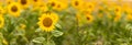 Individually sharply drawn sunflower in a blurred sunflower field.