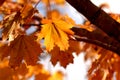 Individually Sunlit Orange Maple Autumn Leaves on Tree branch Royalty Free Stock Photo