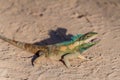 Indo-Chinese forest lizard (Calotes mystaceus) in Bagan, Myanm Royalty Free Stock Photo