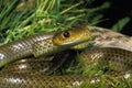 Indo Chinese Rat Snake, ptyas korros Royalty Free Stock Photo