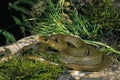 Indo Chinese Rat Snake, ptyas korros