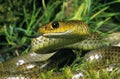 Indo Chinese Rat Snake, ptyas korros, Adult with Tongue out