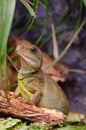 Chinese water dragon, Physignathus cocincinus. Royalty Free Stock Photo