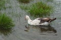 Indo duck swims in the pond Royalty Free Stock Photo