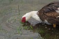 Indo duck swims in the pond Royalty Free Stock Photo