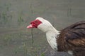 Indo duck swims in the pond Royalty Free Stock Photo