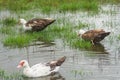 Indo duck swims in the pond Royalty Free Stock Photo