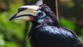 The oriental pied hornbill Anthracoceros albirostris is an Indo-Malayan pied hornbill, a large canopy-dwelling bird belonging to Royalty Free Stock Photo