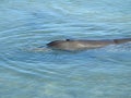 Indo-Pacific Bottlenose Dolphin Blowhole Royalty Free Stock Photo