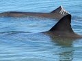 Indo-Pacific Bottlenose Dolphin Dorsal Fins