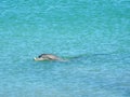 Indo-Pacific Bottlenose Dolphin Head Royalty Free Stock Photo