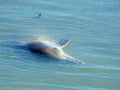 Indo-Pacific Bottlenose Dolphin Hunting in Shallow Water Royalty Free Stock Photo