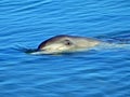 Indo-Pacific Bottlenose Dolphin Close Up Royalty Free Stock Photo