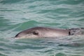 Indo-Pacific bottlenose dolphin in Western Australia Royalty Free Stock Photo