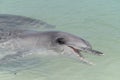 Indo-Pacific bottlenose female dolphin and cob at Shark Bay in Western Australia Royalty Free Stock Photo