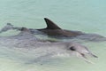 Indo-Pacific bottlenose female dolphin and cob at Shark Bay in Western Australia Royalty Free Stock Photo